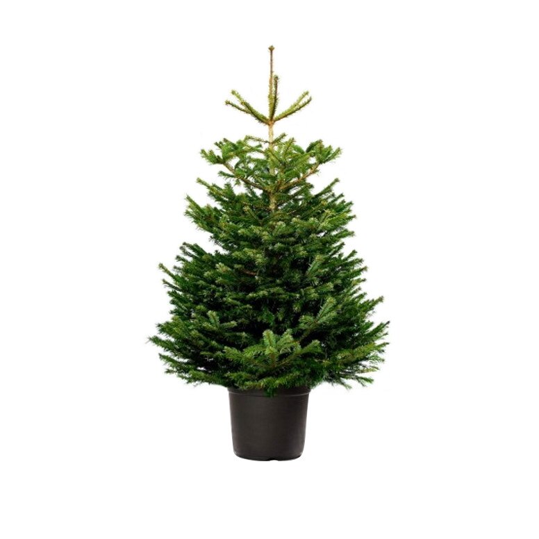 Brad Natural crescut in ghiveci 120-140 cm